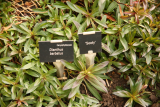 Dianthus barbatus 'Sooty' RCP1-2019 (127).JPG
